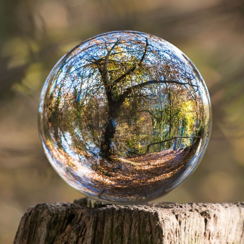a glass ball with trees reflected in it