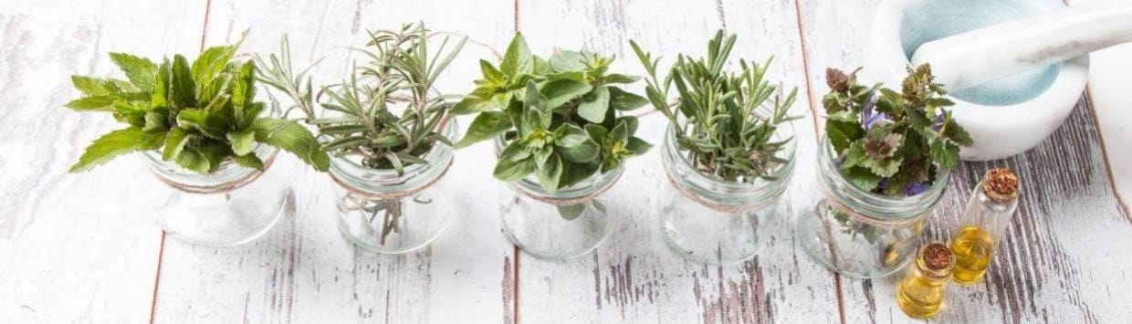 aromatherapy plants in pots