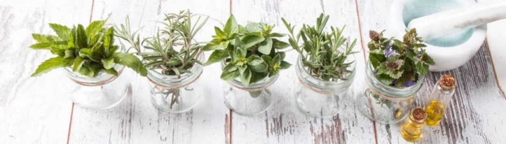 a line of five plants in pots