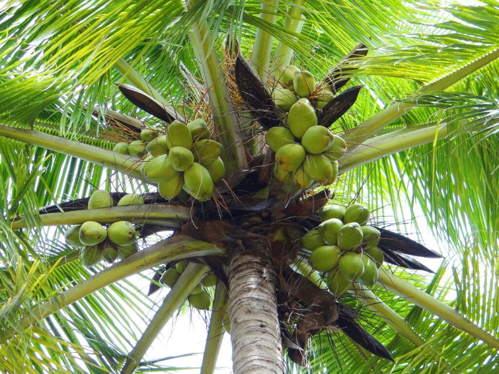 coconut palm from below showing green coconuts and brown leaves