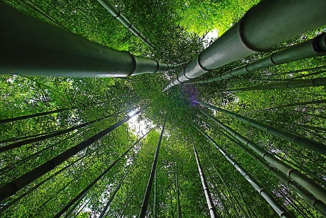 looking up at bamboo growing - the raw materials for new bamboo products