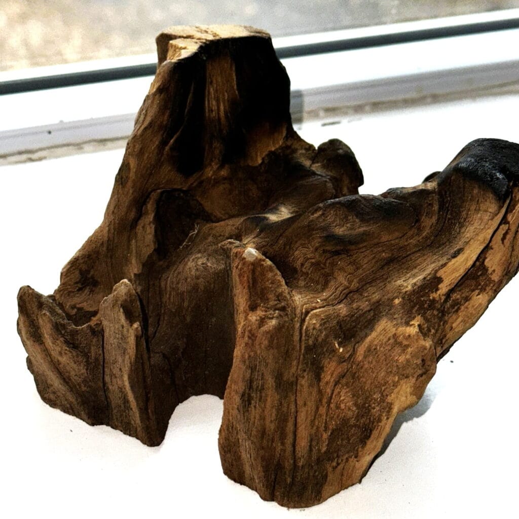 molten glass on wood Gamal root