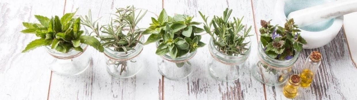 aromatherapy herbs and spices growing in pots on a table