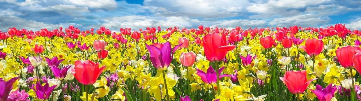 colourful tulips against a blue sky